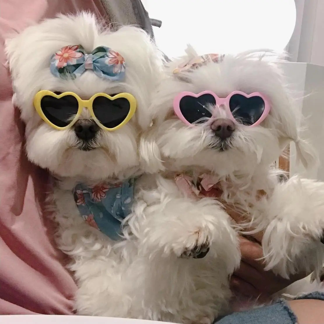Pets collections